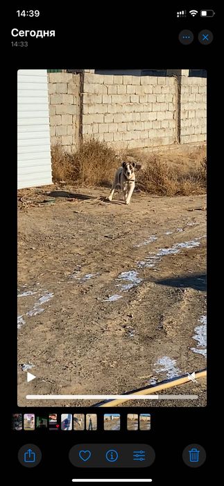 Алабай Күшік сатылады