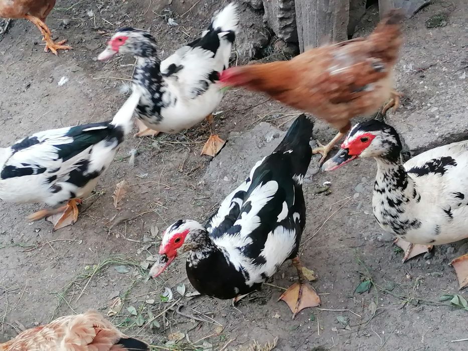Vand rațe mute (lesesti)