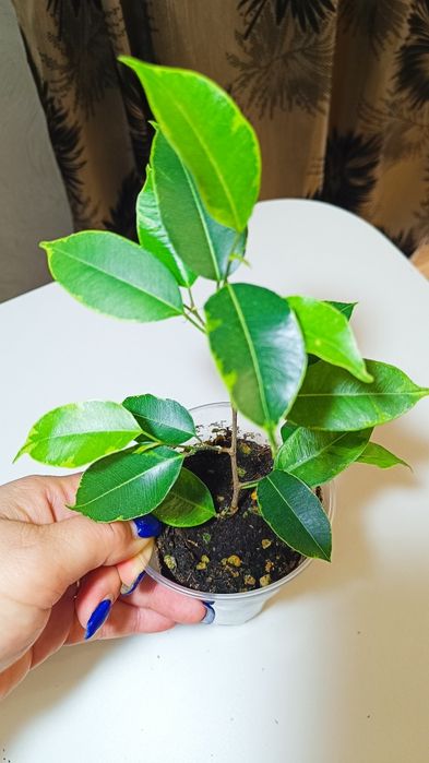 Фикусы разных сортов