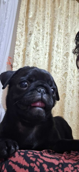 Щенок породы МОПС