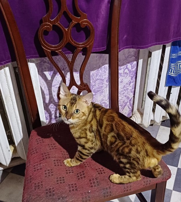 Бенгальский кот на вязку!