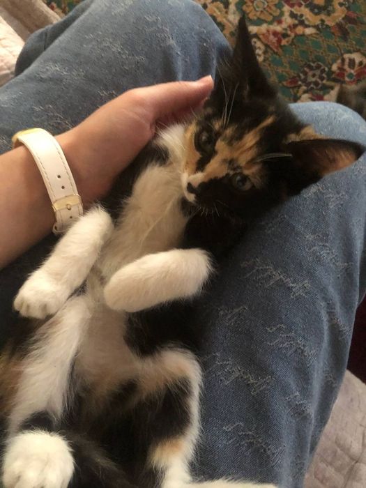 Mushuk bolalari hadiyaga beriladi