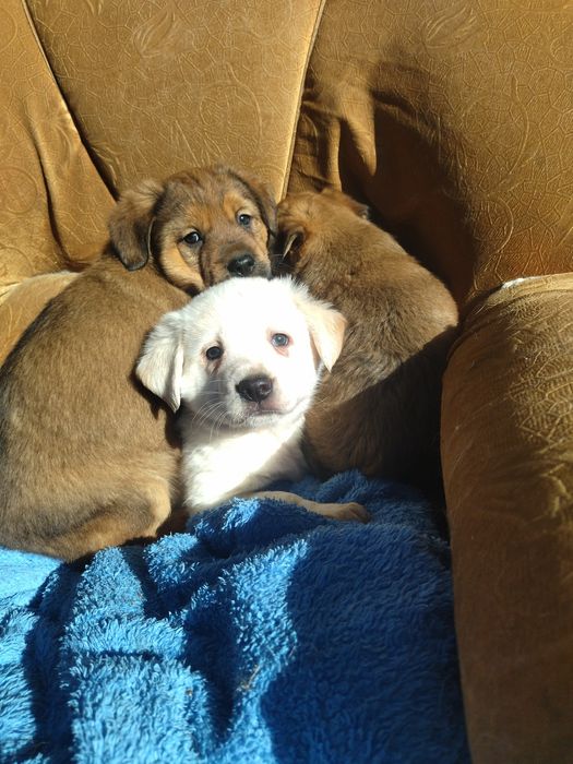 Щенки в добрые руки