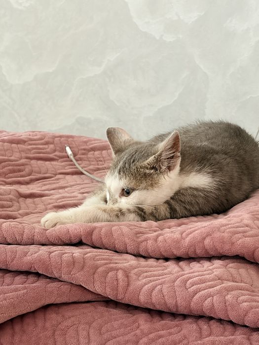 Отдам котика в добрые руки