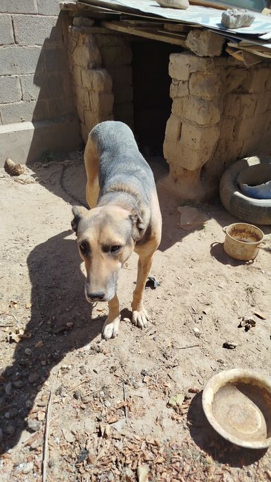 Сабака алабайка .