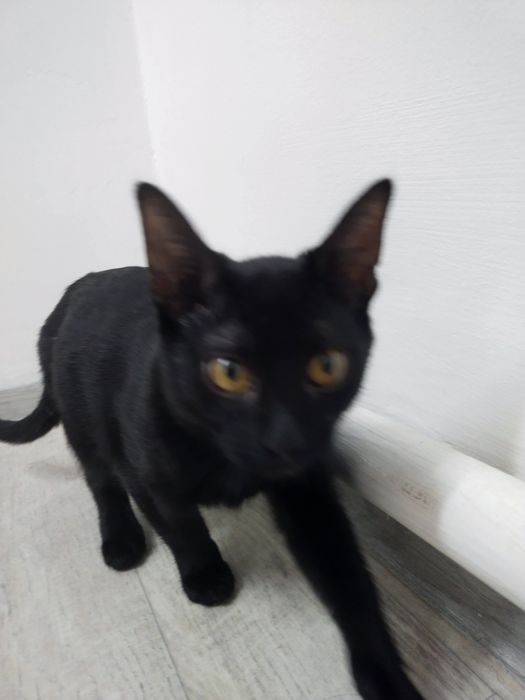 Отдам дарм котенка