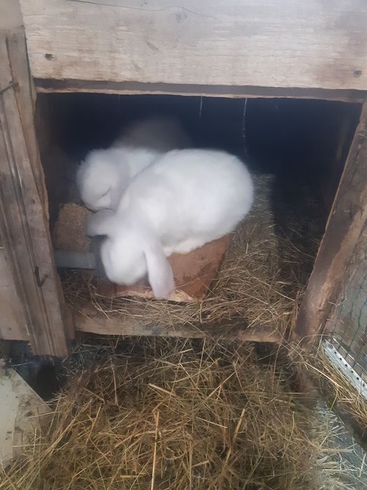 Iepuri Berbec german,rasa pura,adulti si  pui.