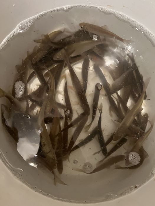 Живец чебак на щуку