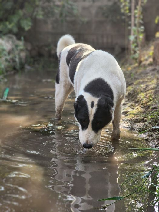Собаки соглом нархи 5 миллион сум.