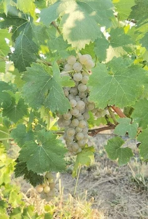 Vand struguri albii. Muscat ottonel, traminer, sauvignon blank