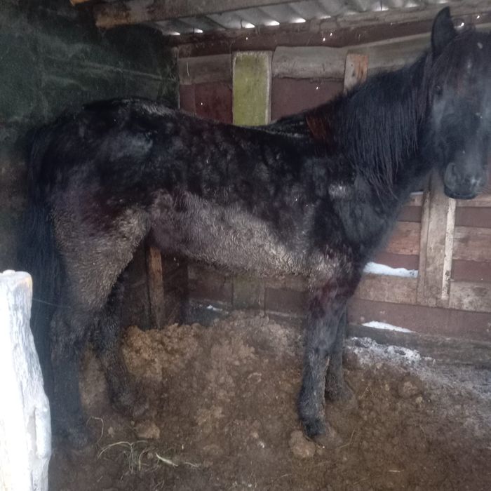 Продам байтал откормленный