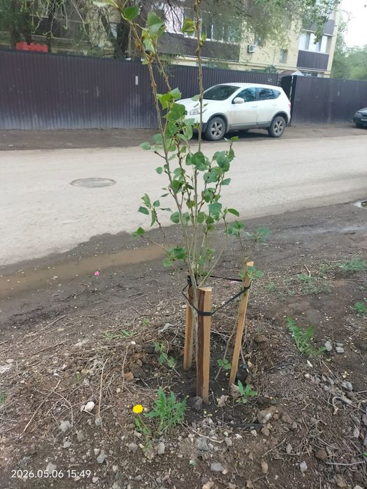 Тополь пирамидальной