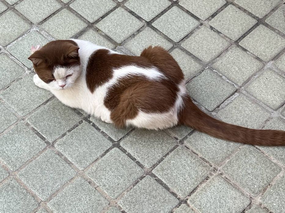 Английская шиншилла, чистокровный кот, 1 год 4 месяца