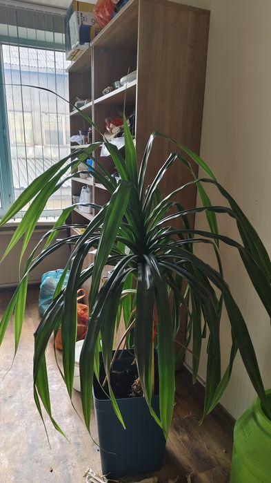 Продам растение Панданус