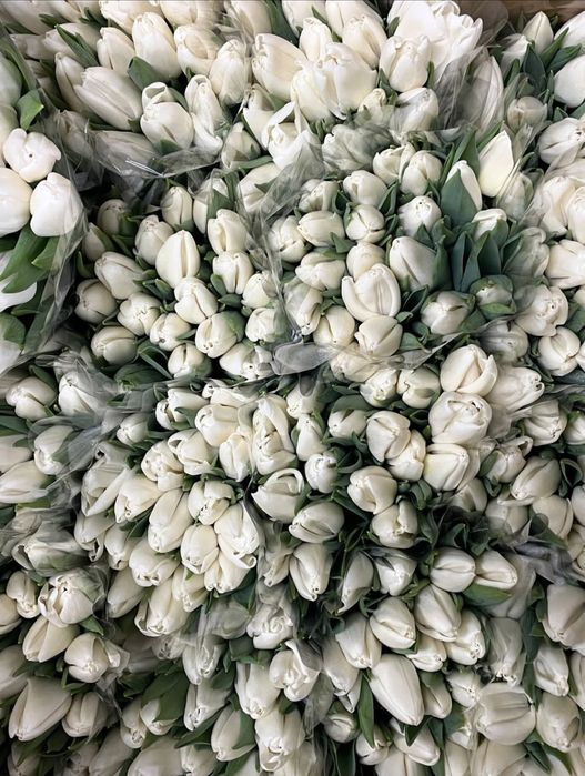 Свежие Тюльпаны (Болленстрик) с Гарантией от Производителя