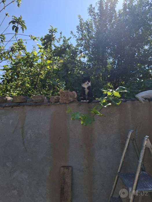 Бесплатно пышыклар бар.