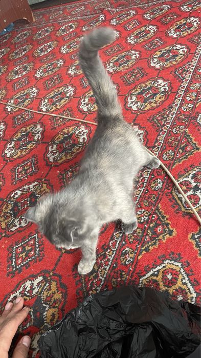 Скотиш фолд сотилади