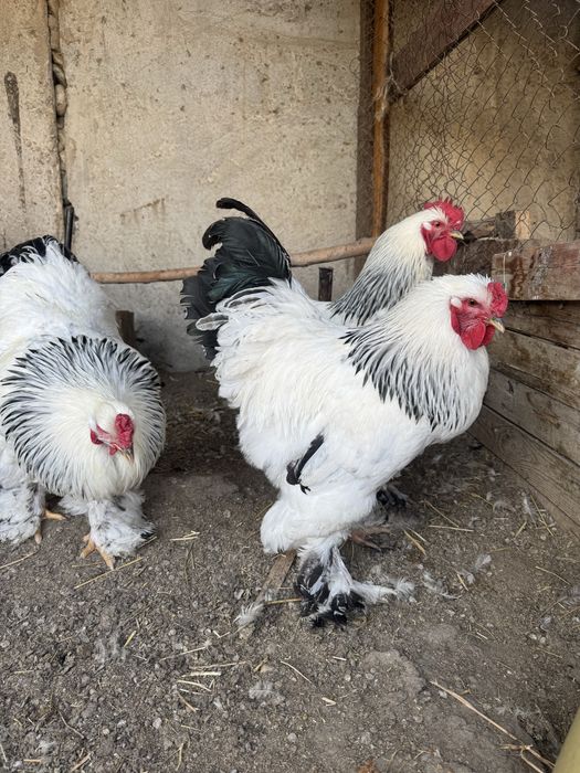 Петух Брама 1 штук