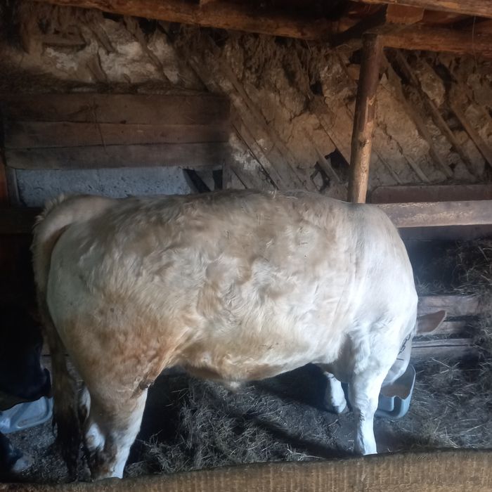 Продам двух быков
