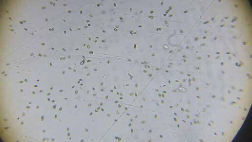 Тетраселмис (Tetraselmis suecica) - стартовая культура