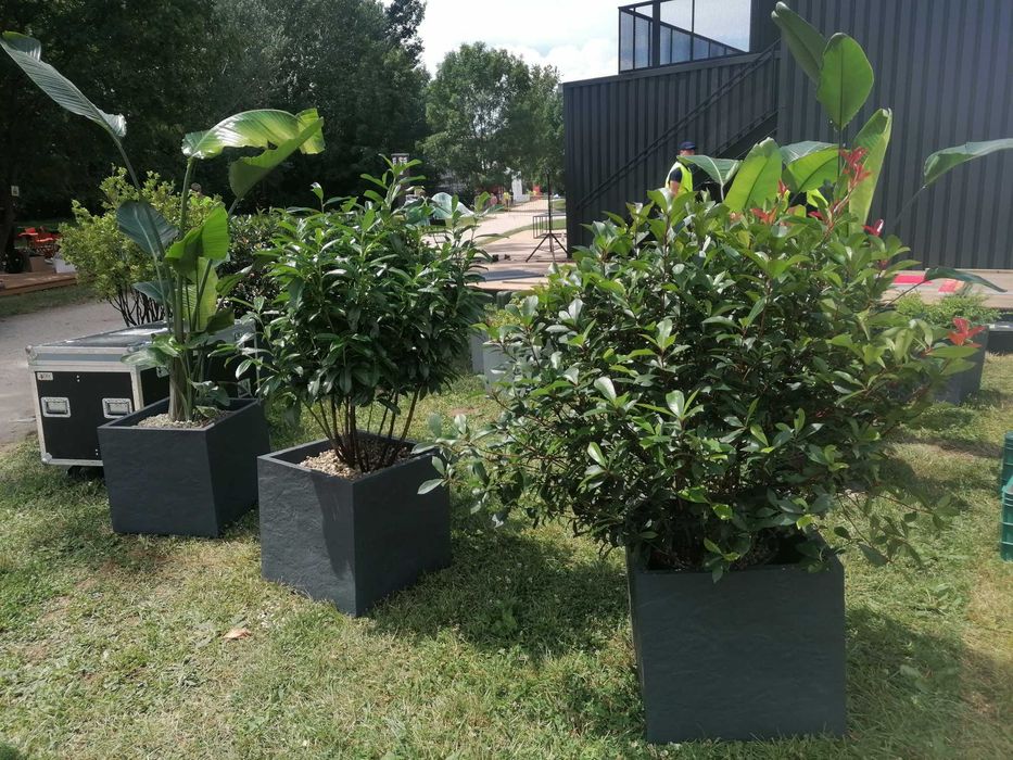 Inchiriere plante ornamentale pentru evenimente