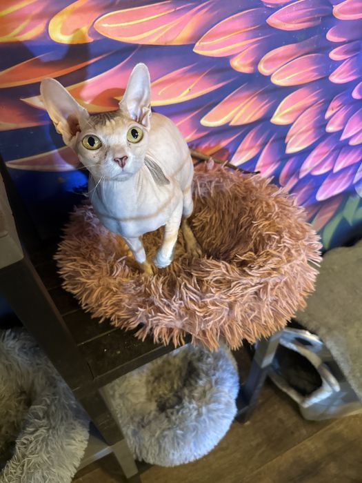 Котята свинкс велюр