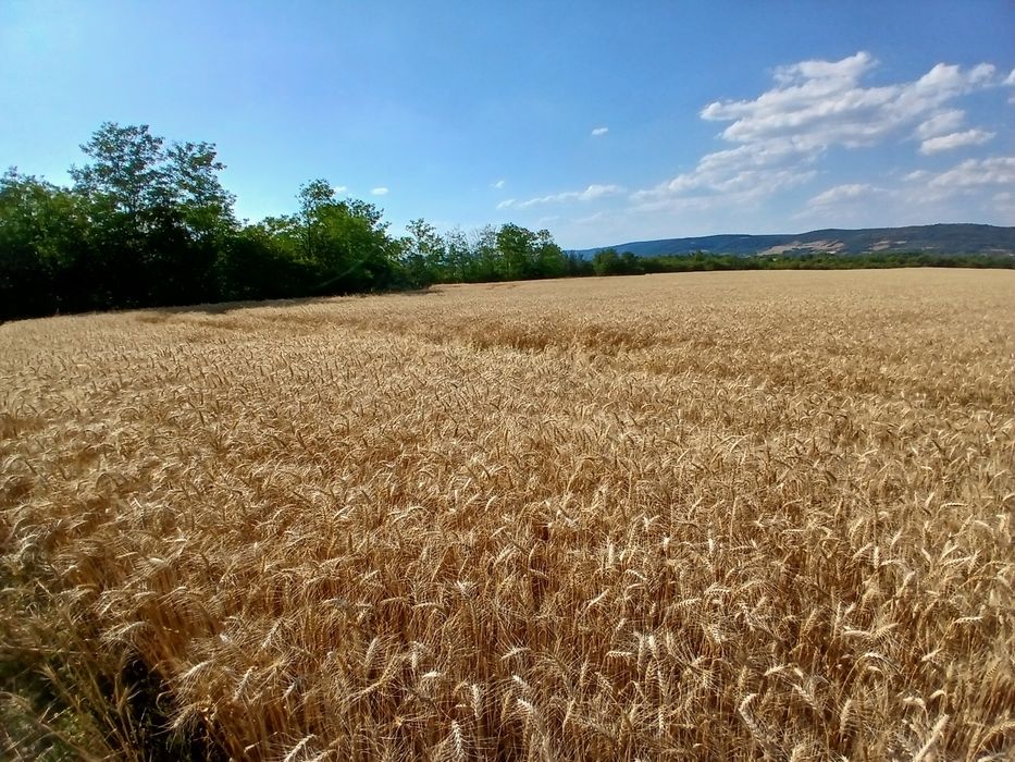 Vând grâu  prod 2025