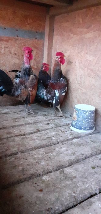 продам карликовых петушков
