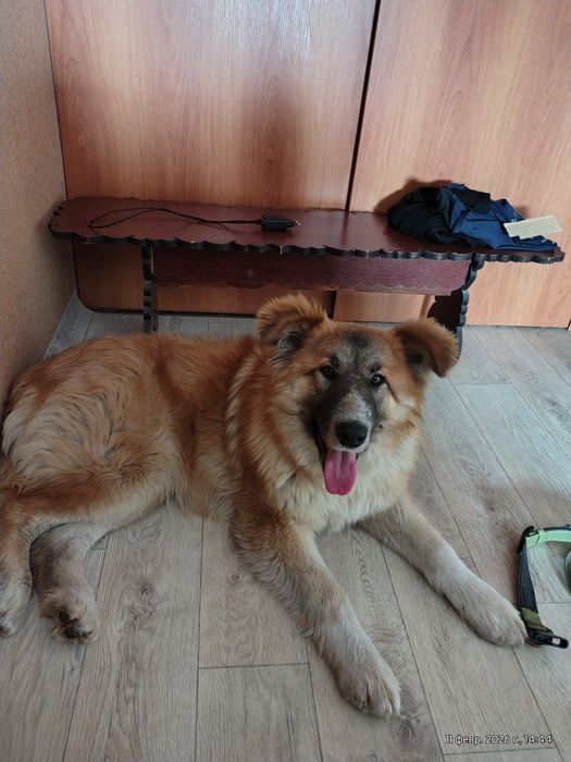 Отдам сакская овчарка,щенок