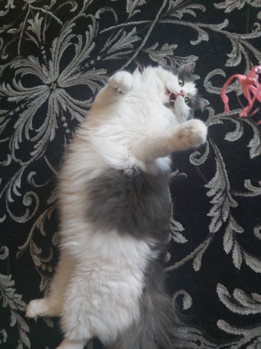 Ищу котику семью