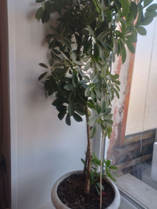 Продам цветы комнатнын