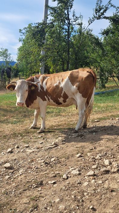 Vaca de  vanzare