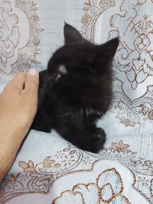Котенок ,черный,чистый,мальчик