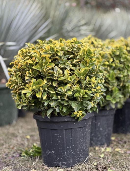 Leylandii, tuia spirala, tuia pe tija