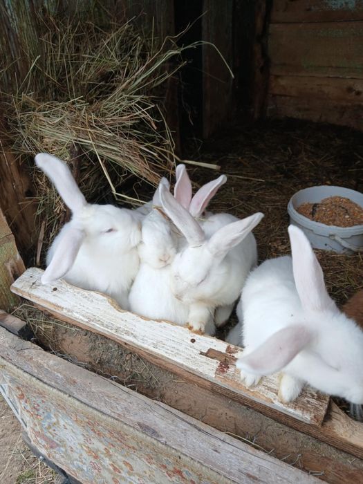 Vand iepuri de trei luni.