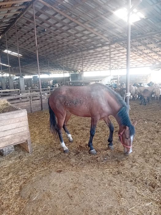 Vand carlana de 3 ani