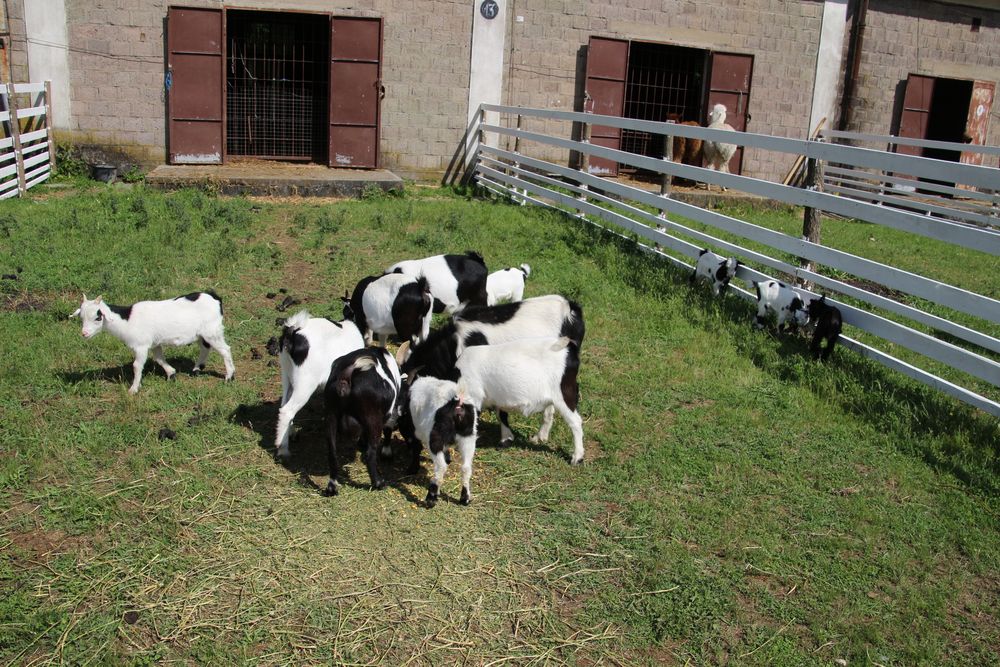 Capre pitice American Pigmy