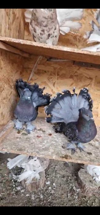 Porumbei voltati indieni 2025