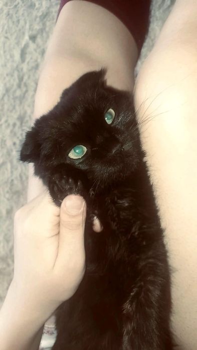 К продаже котенок-мальчик в эффектном черном окрасе (solid black).

•