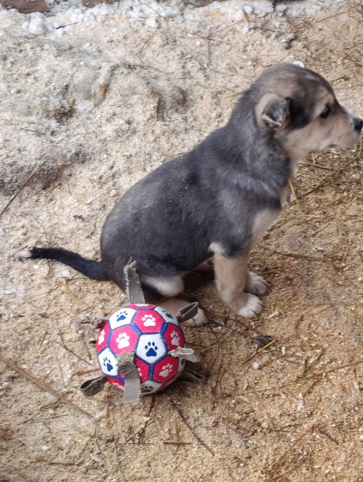 Отдам щенков. Будут средними