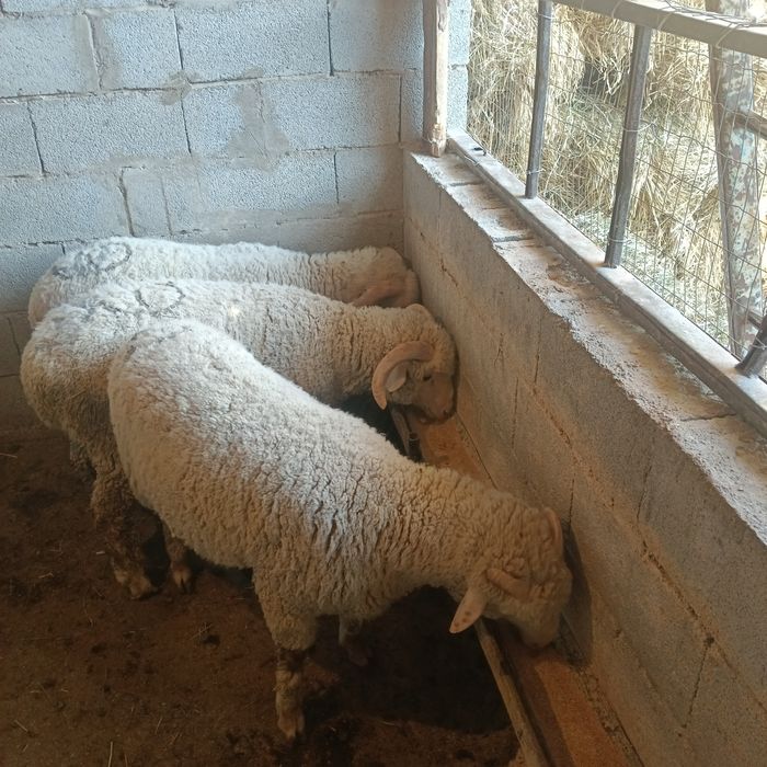 Продам баран 3 головы