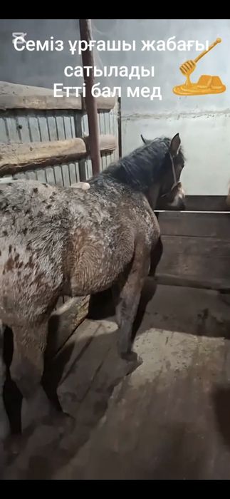 Сатамын ұрғашы жабағы