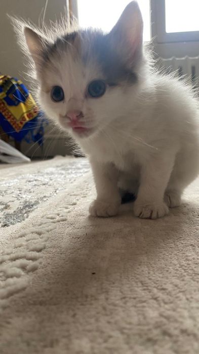 Отдаем котят в хорошие руки