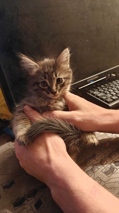Отдам котёнка в хорошие руки