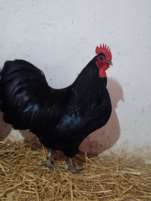 Oua găini australorp