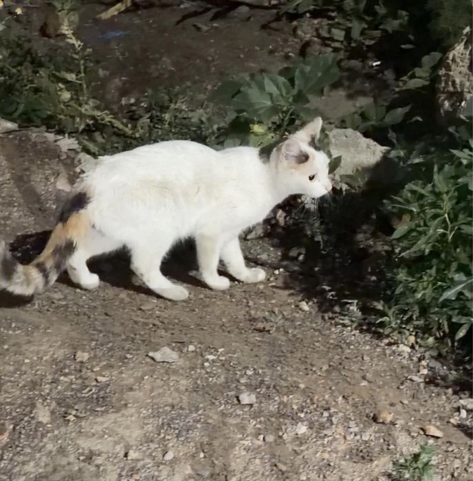 Кошечка ищет дом