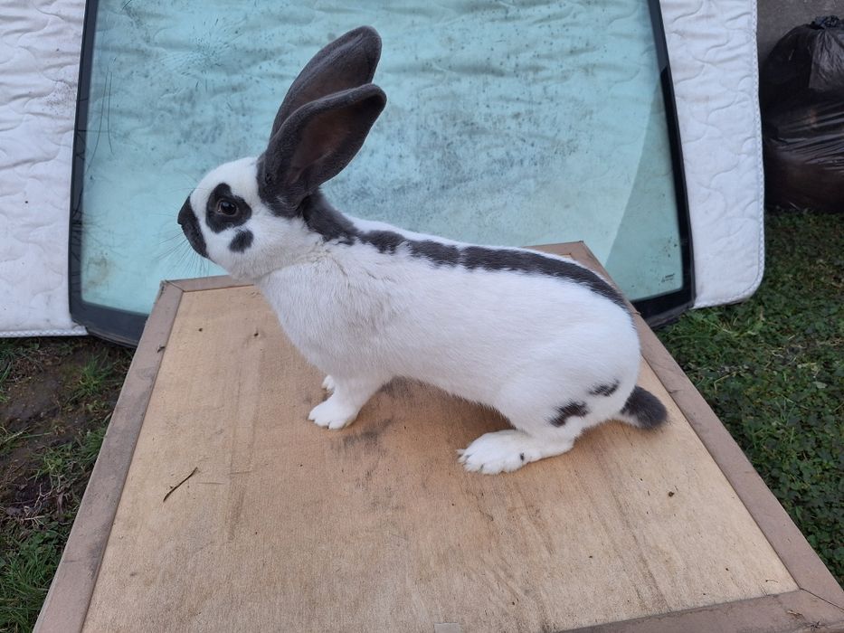 Mascul fluture german disponibil