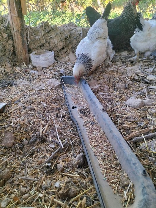 Тауық бар сатылады