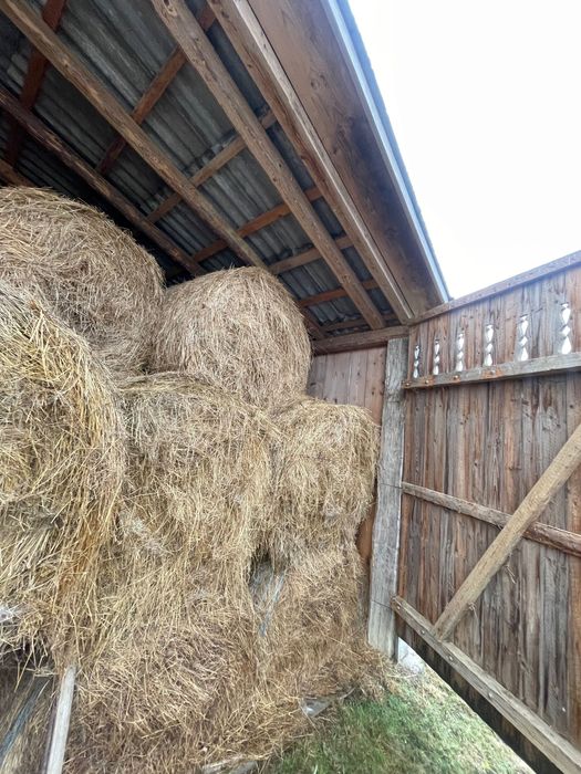 ‼️Baloți de vânzare‼️