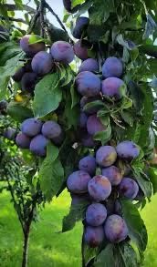 Pomi columnari soiuri multiple